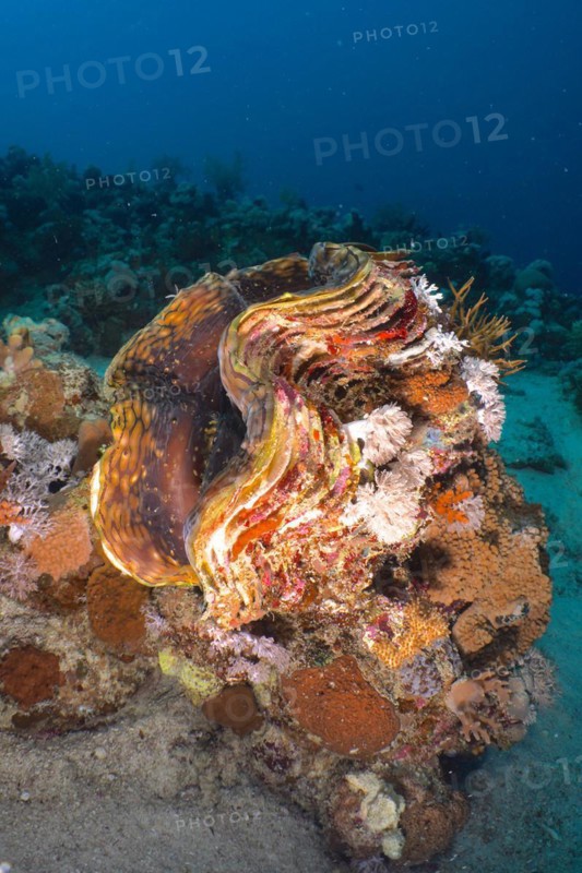 Fluted giant clam