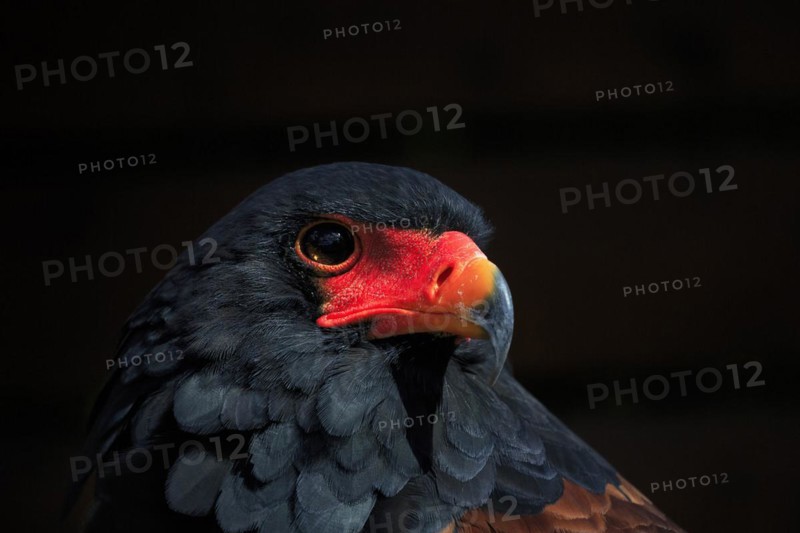 Bateleur