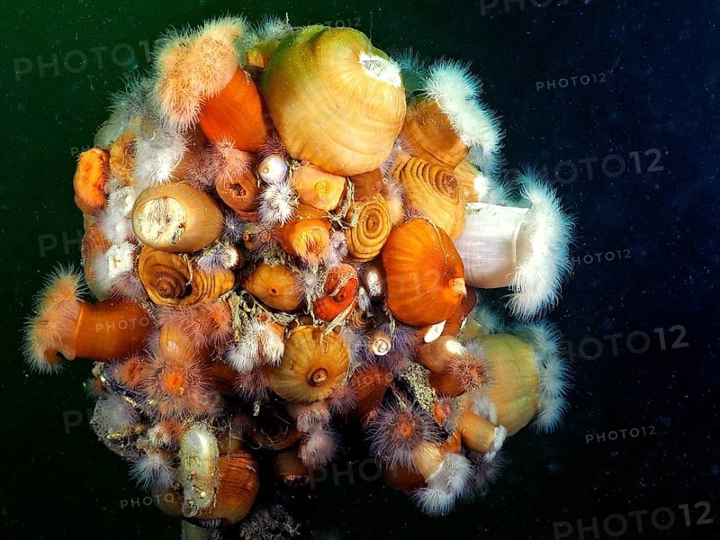 Many specimens of clonal plumose anemone
