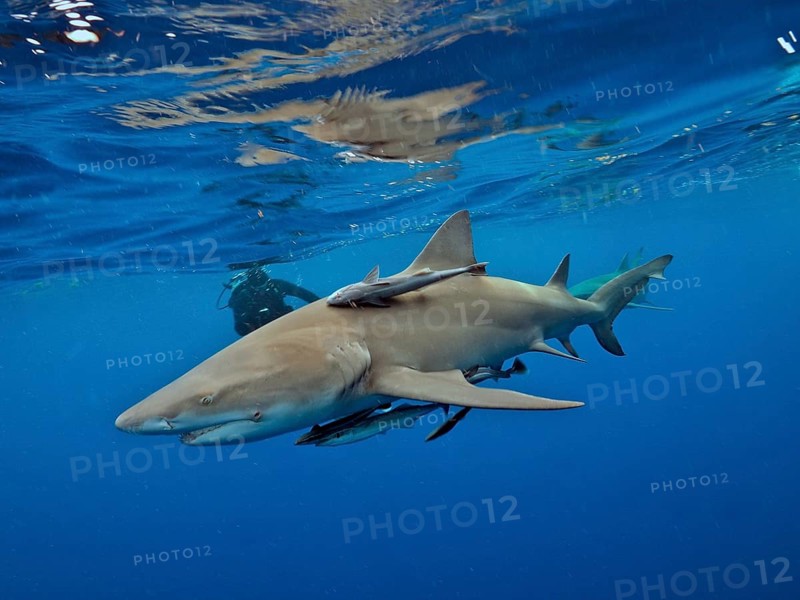 Lemon shark