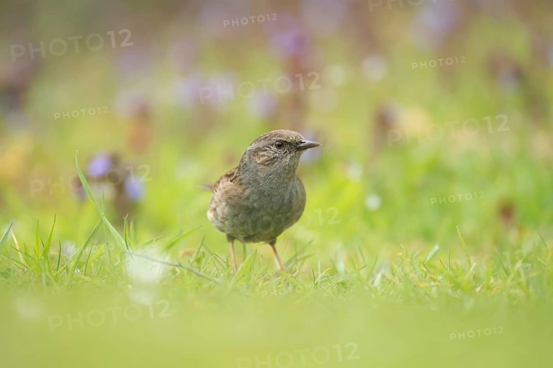 Dunnock or Hedge sparrow