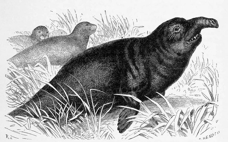 Southern elephant seal