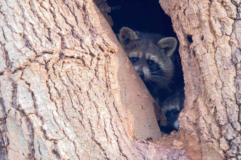 Two raccoons