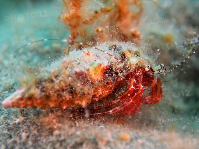 Common lobster