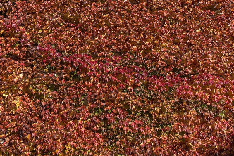 Autumn self-climbing wild vine