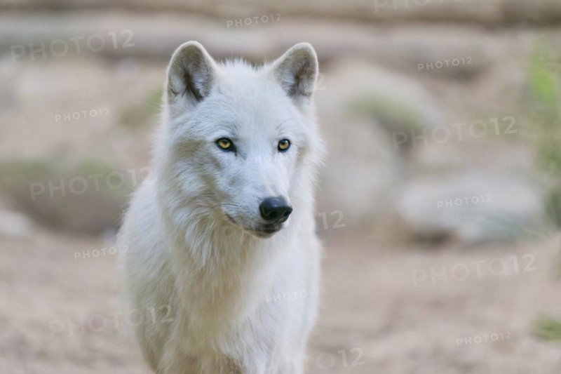 Hudson Bay Wolf