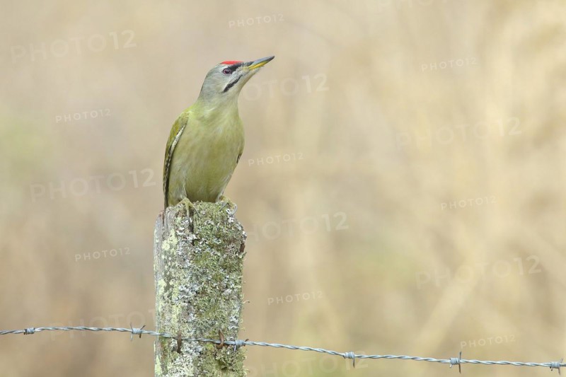 Grey-headed woodpecker