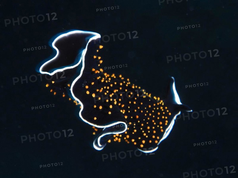 Starry sky whirl worm