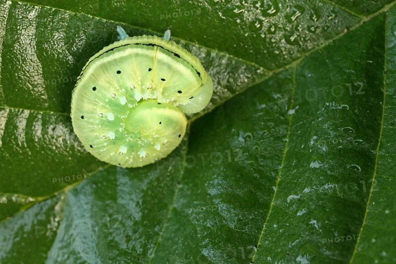 Sawflies