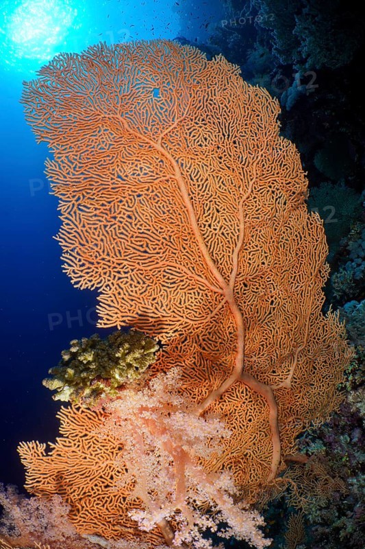 Giant sea fan