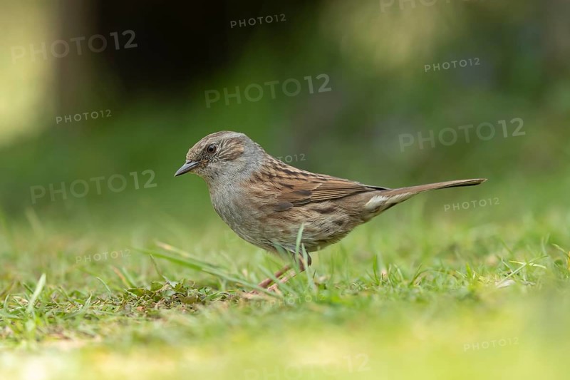 Dunnock or Hedge sparrow