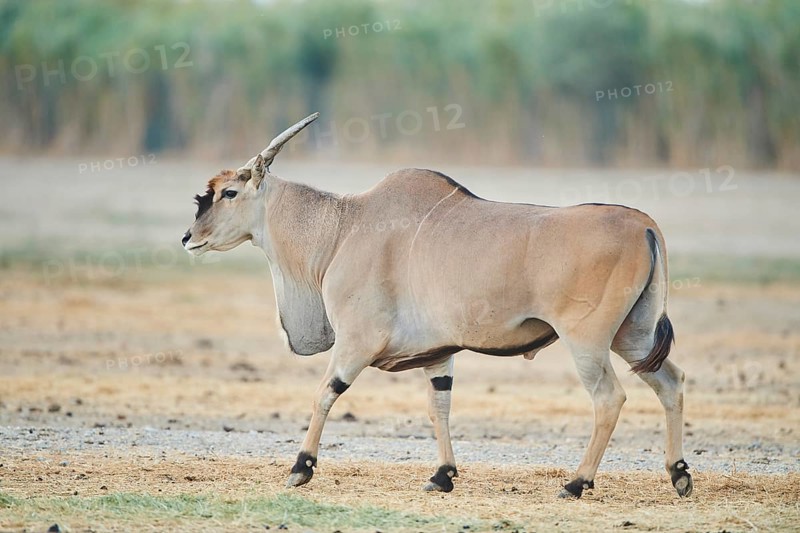 Common eland