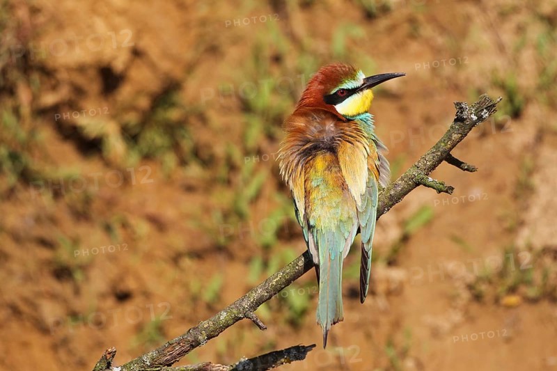 European bee-eater