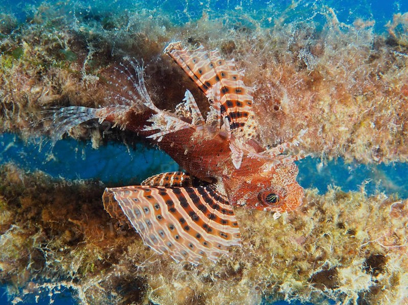 Red Sea Dwarf Lionfish