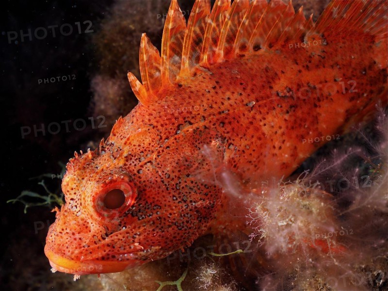 Close-up of madeira rockfish