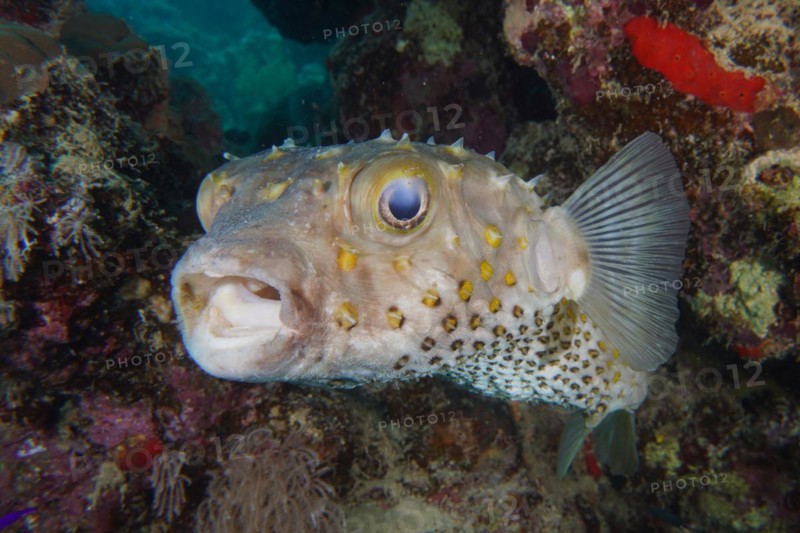 Spotbase burrfish