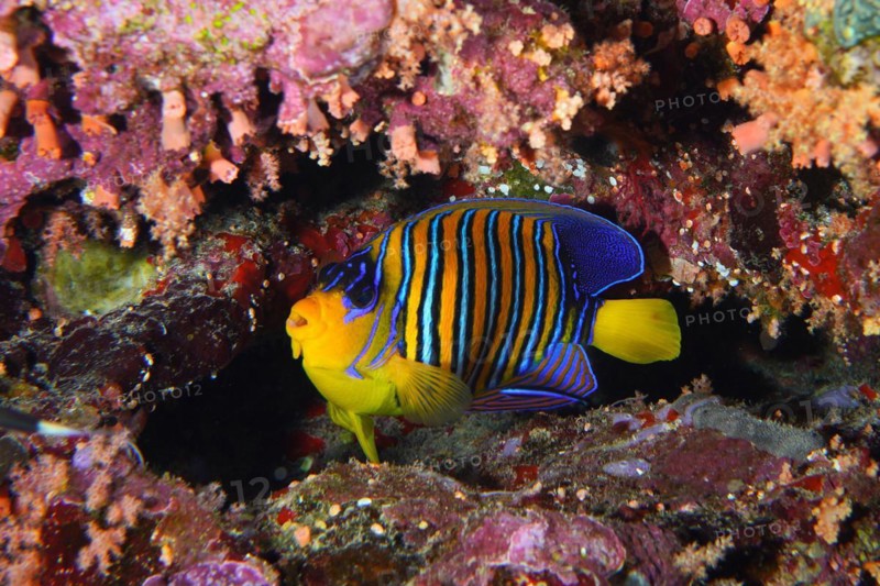 Royal angelfish