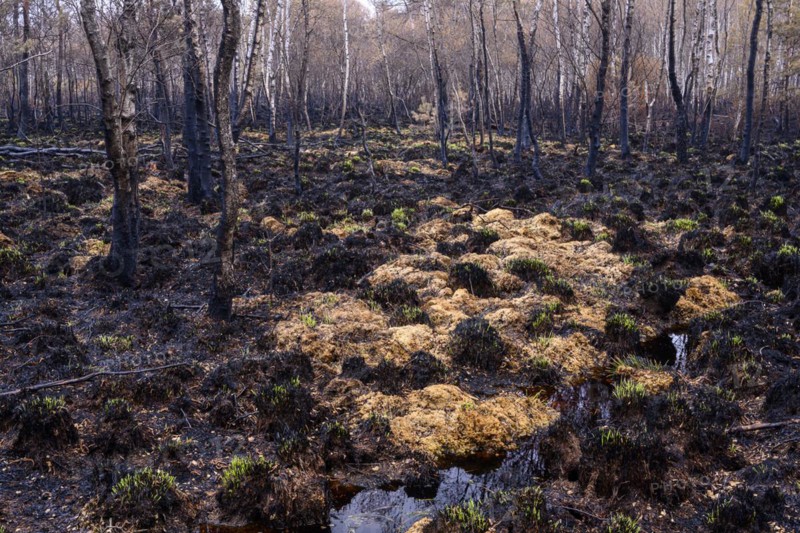 Moor fire