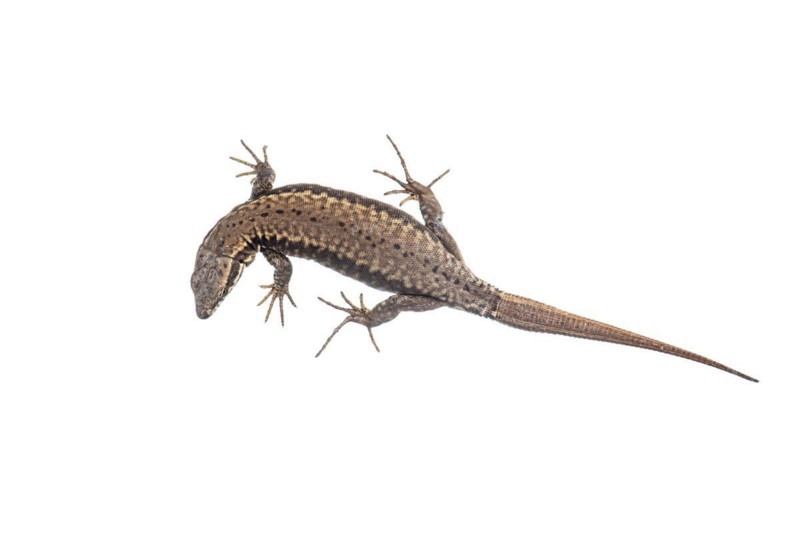 Sand lizard