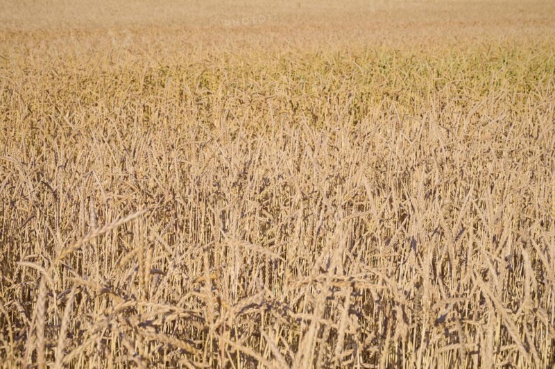 Spelt field in summer