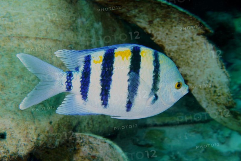 Indo-Pacific sergeant