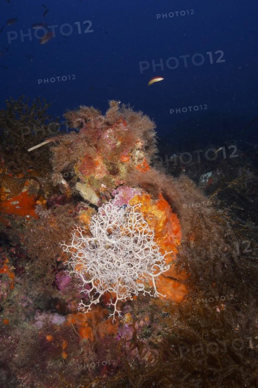 Mediterranean basket star