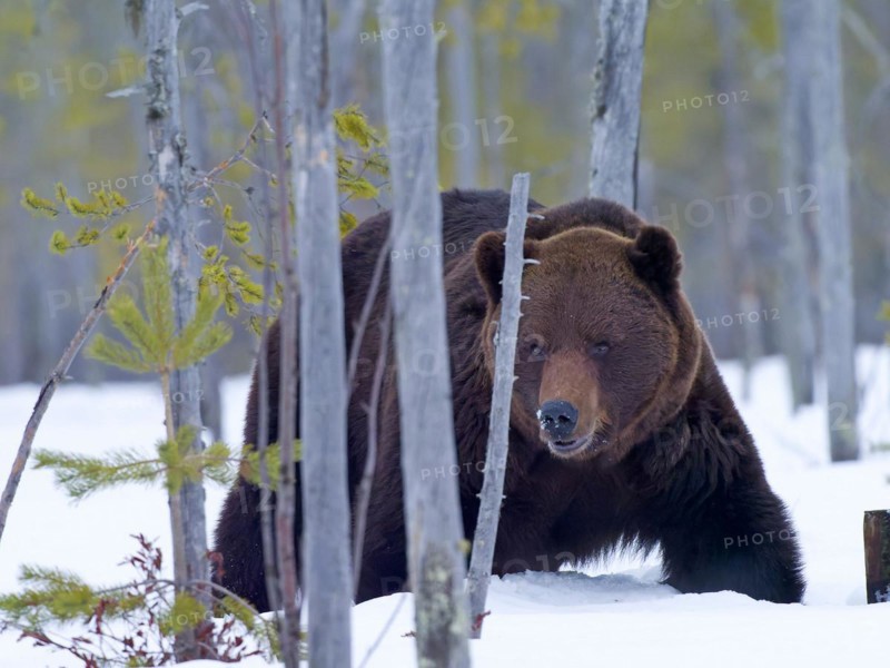 European brown bear