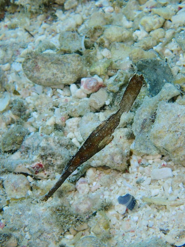 Robust ghost pipefish