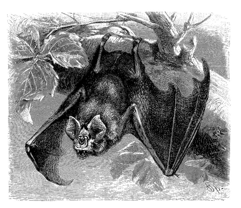 Greater horseshoe bat