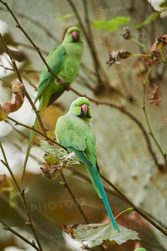 Monk parakeet