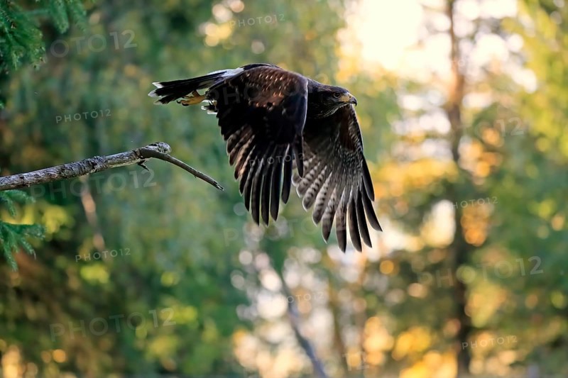 Harris's hawk
