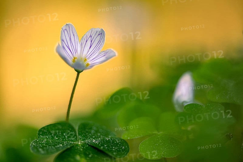 Common wood sorrel