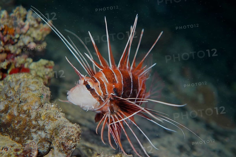 Radial firefish