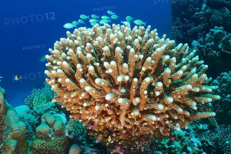 Stony coral