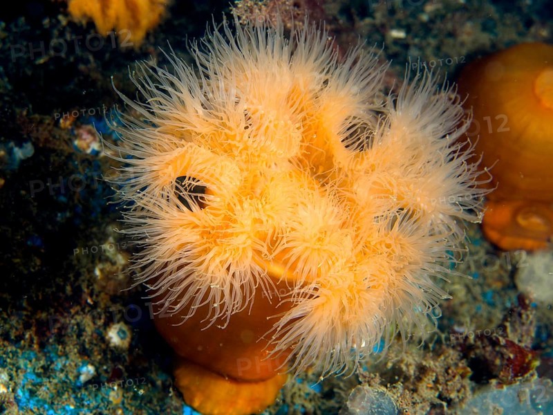 Clonal plumose anemone