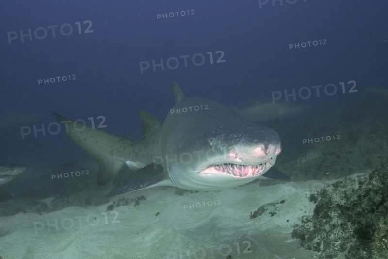 Portrait of sand tiger shark