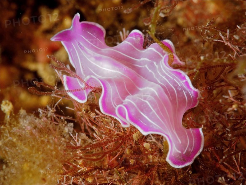 Variable flatworm