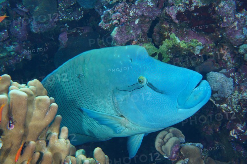 Humphead wrasse