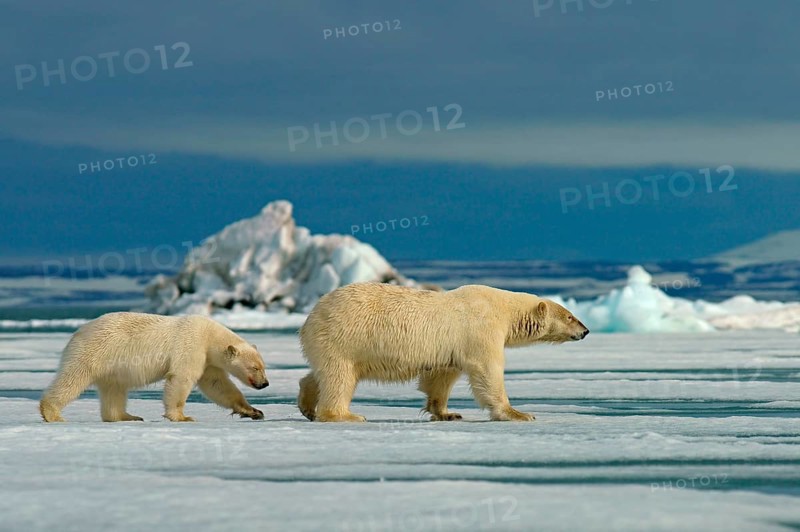 Polar bears