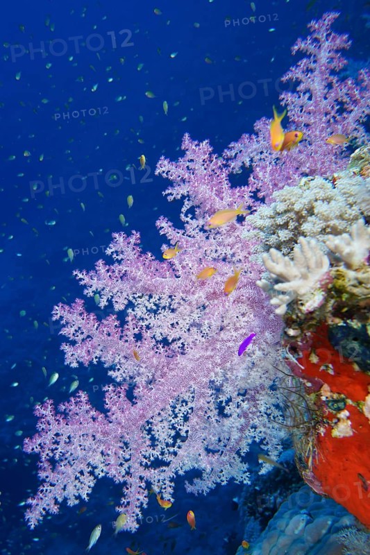 Hemprich's tree coral