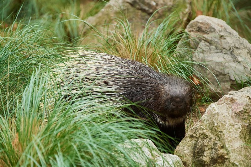 Old World porcupines