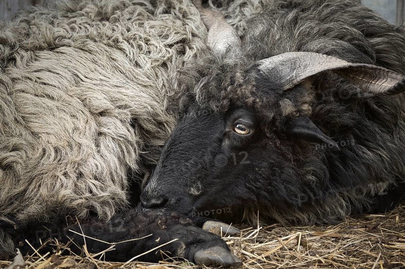 Portrait of a black Hungarian Racka sheep