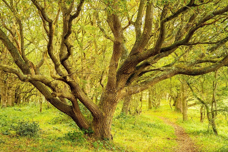 Oak forest and a narrow path