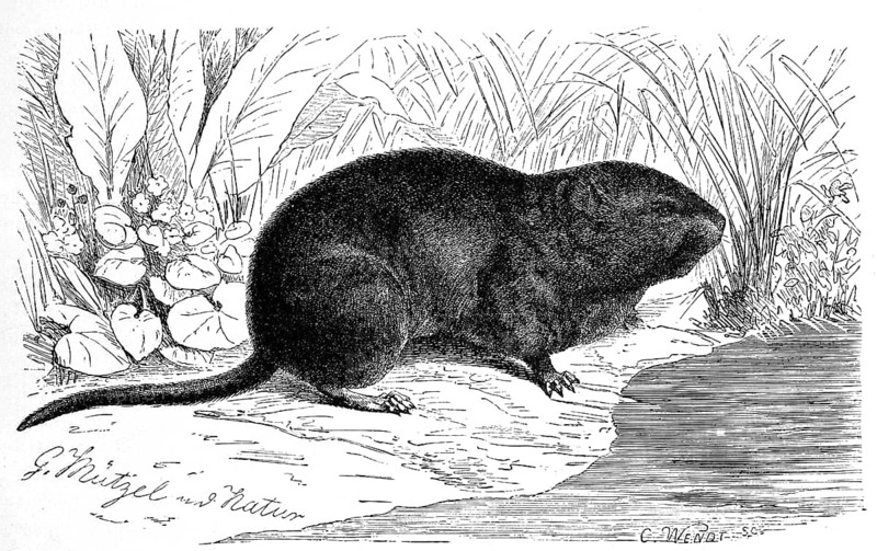 Nutria