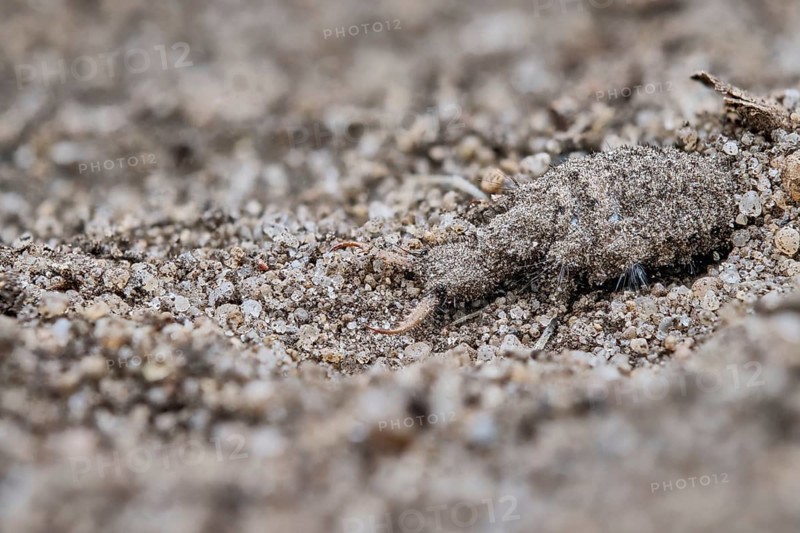 European ant lion
