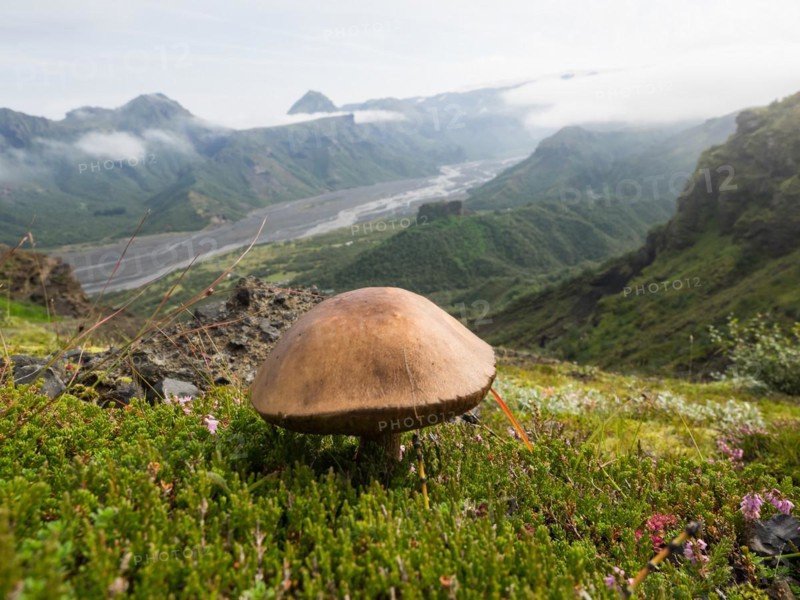 Mushroom