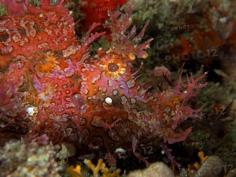 Close-up of popeyed scorpionfish