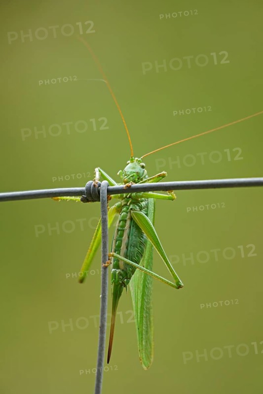 Great green bush cricket