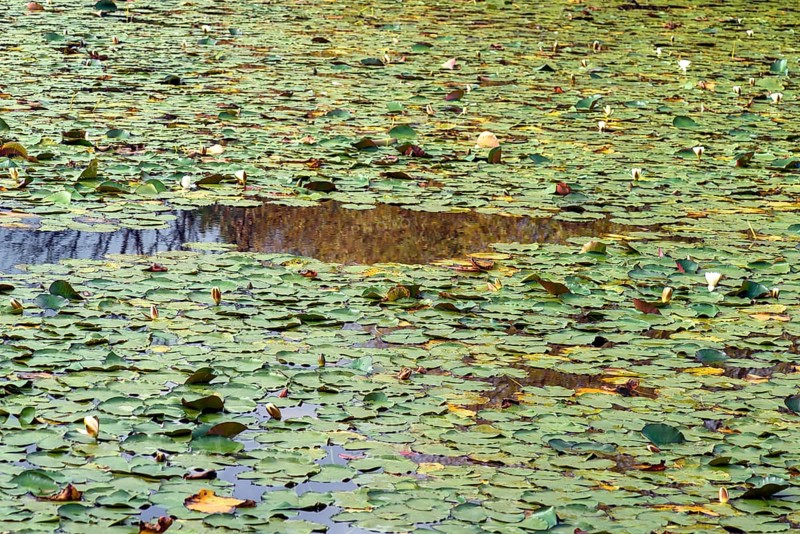Water lilies in the monastery pond