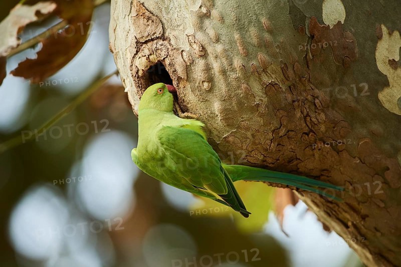Monk parakeet